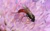 Stilbops ruficornis